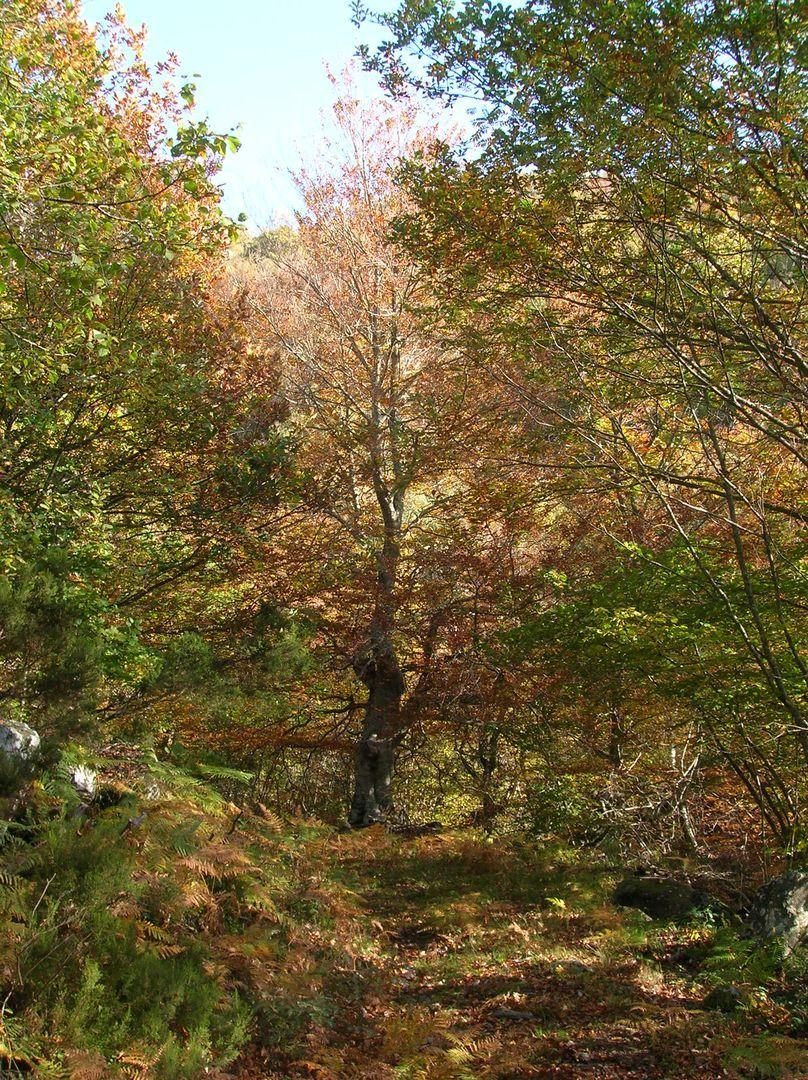 Senda Cascada de la Salceda