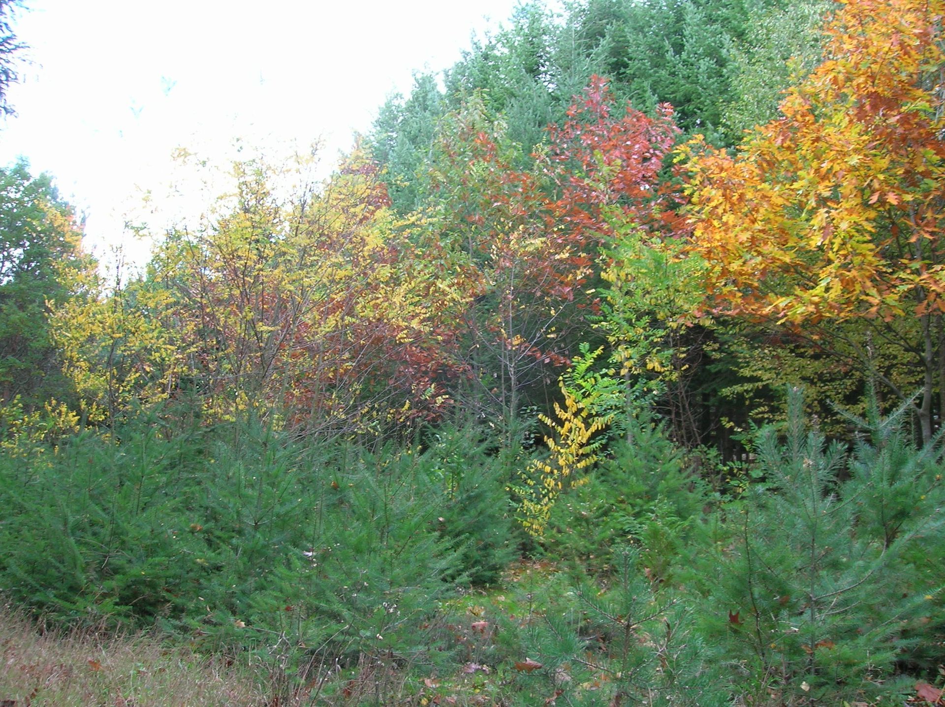 Área Recreativa “Vivero Forestal de Quintanilla del Rebollar”